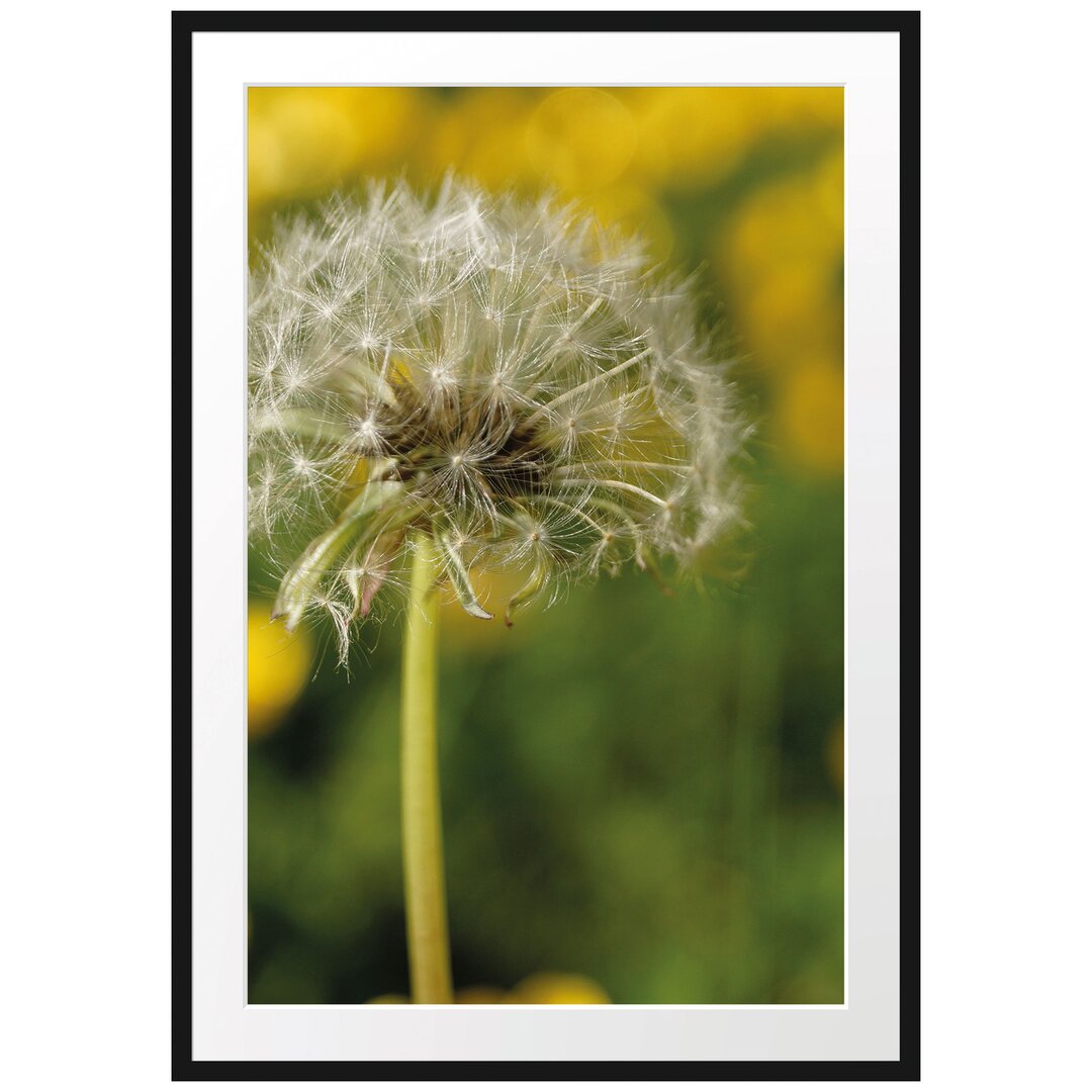 Gerahmtes Poster Pusteblume auf Wiese