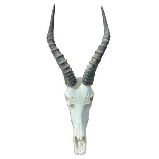 Véritable crâne d'antilope Blesbok