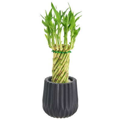 Arcadia Garden Products Live Bamboo Plant Low Maintenance Plant in Rattan Ceramic Planter