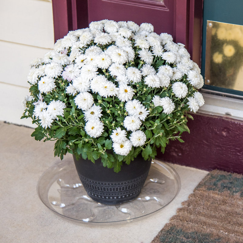 Weather Resistant Saucer Plant Stand