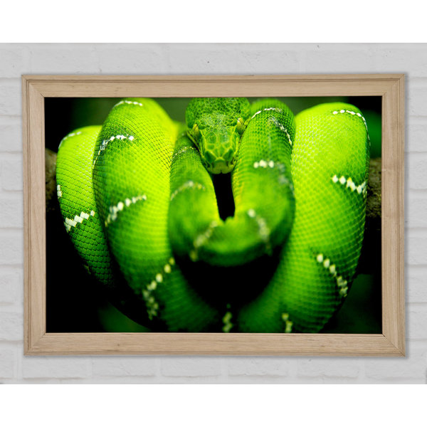 Snake Photo Frame Brayden Studio Green Snake - Single Picture Frame Print | Wayfair.co.uk