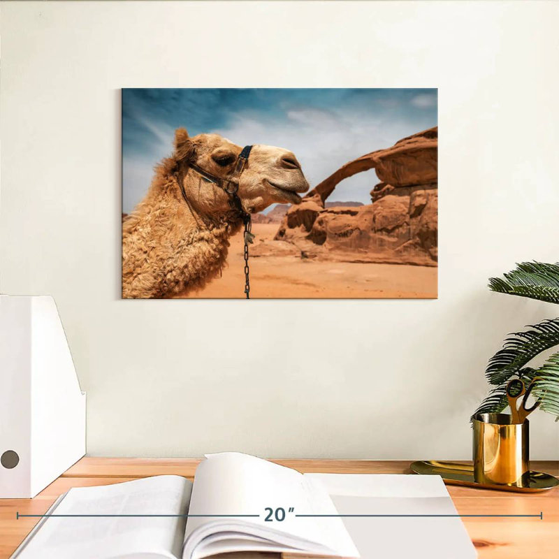 Chameau Brampt dans le désert du Wadi Rum, H 8 po x l 12 po