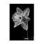 Narcisse, mai 2015, sur toile-419134075