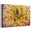 Toile tendue Blooms II-Gallery-1469403222