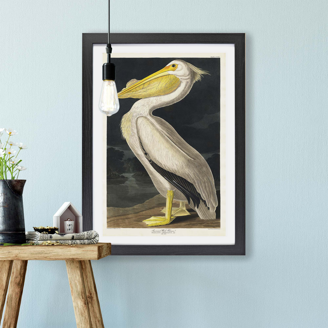 American White Pelican by John James Audubon - Wall Art