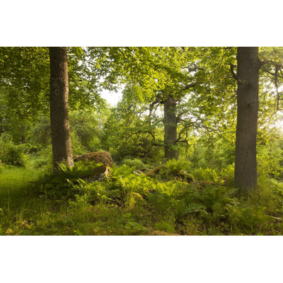 Forest In Ãƒâ€¦Holmen - Wrapped Canvas Print