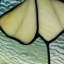 Panneau de vitrail en verre coloré 17,5 po H Ginkgo
