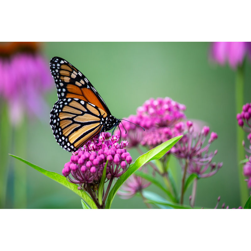 «Dellareese Monarch Butterfly on Canvas» par Cynthia Shirk, photographie, H 20 po x l 30 po