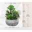 25.4cm Plant