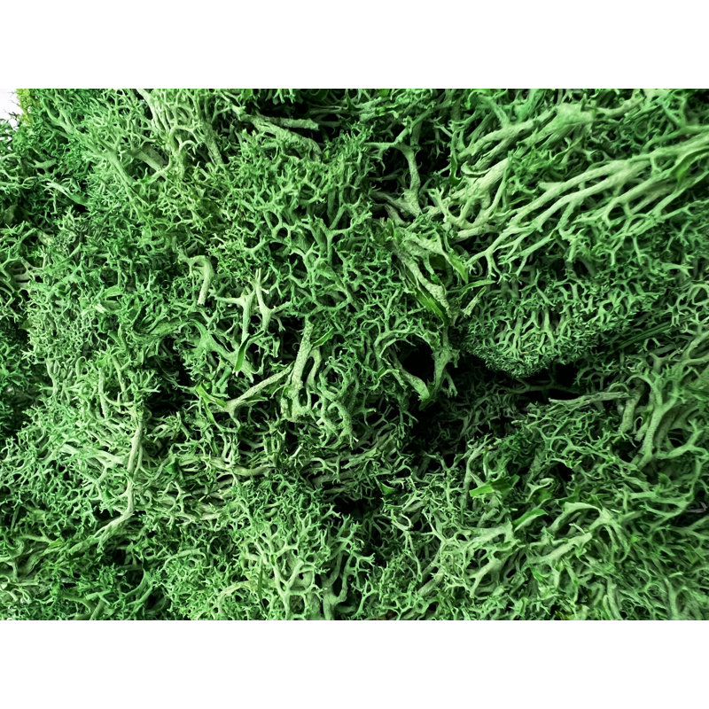 Preserved Moss for Home Décor, 2"H x 9.5" W x 9.5" D