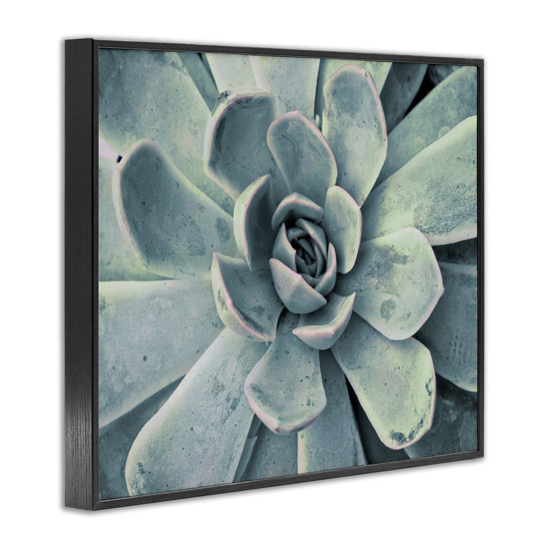 «Green Cactus Succulent», art de la giclée encadrée par Susan Bryant, H 11 po x l 14 po, Giclée encadrée noir minuit