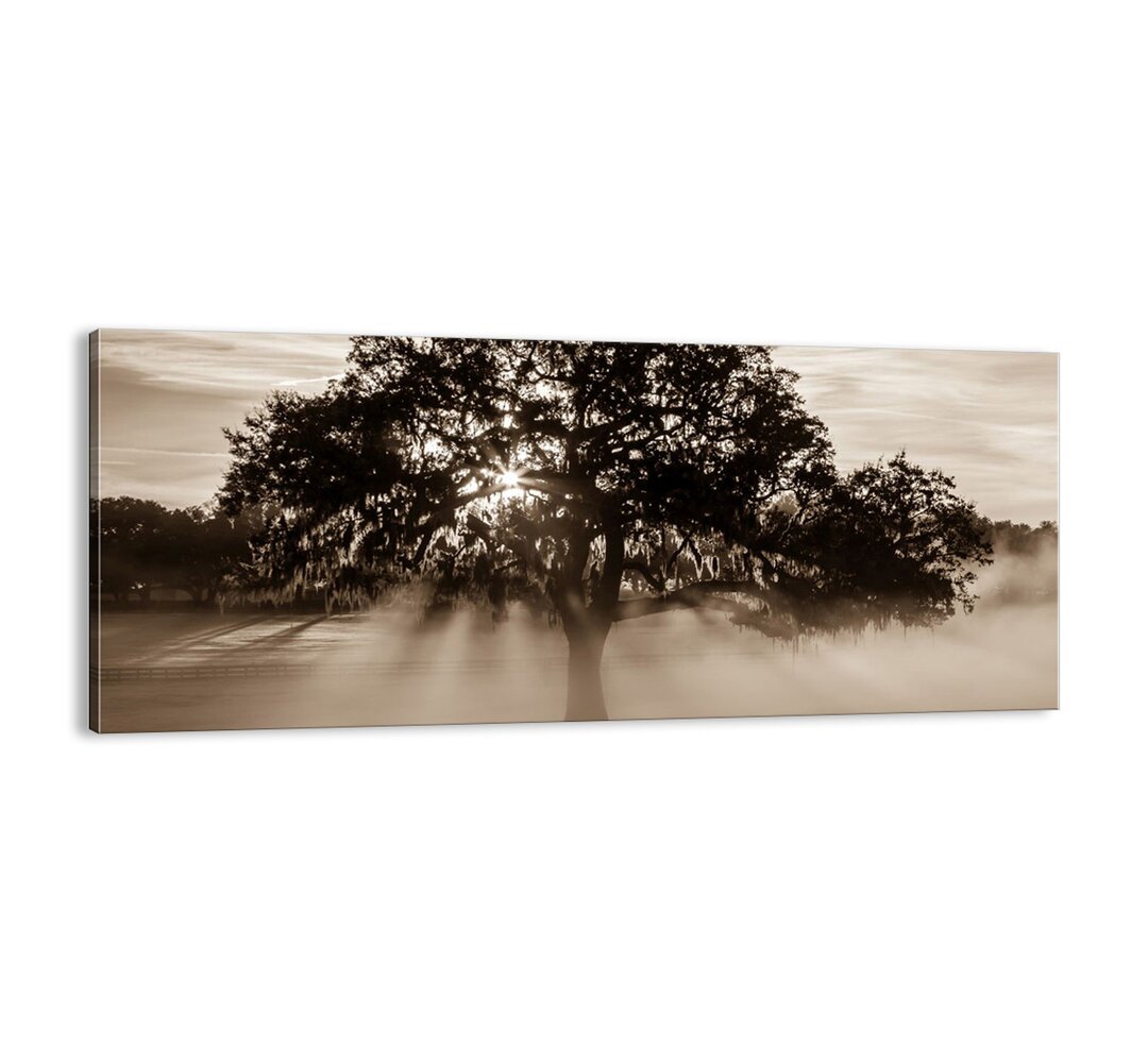 Leinwandbild - Fotografie „Good News Tree”