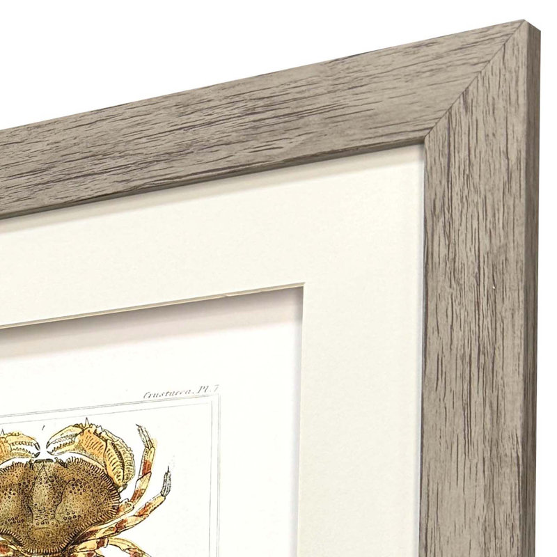 Crabe antique encadré