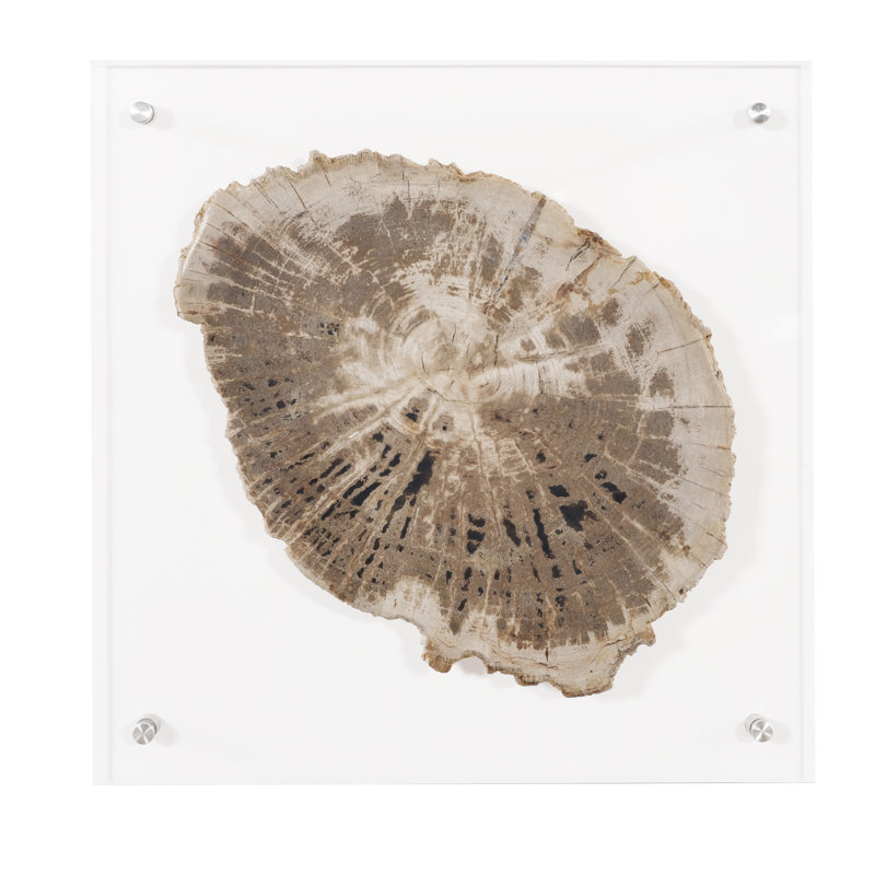 Floating Petrified Slice Wall Décor