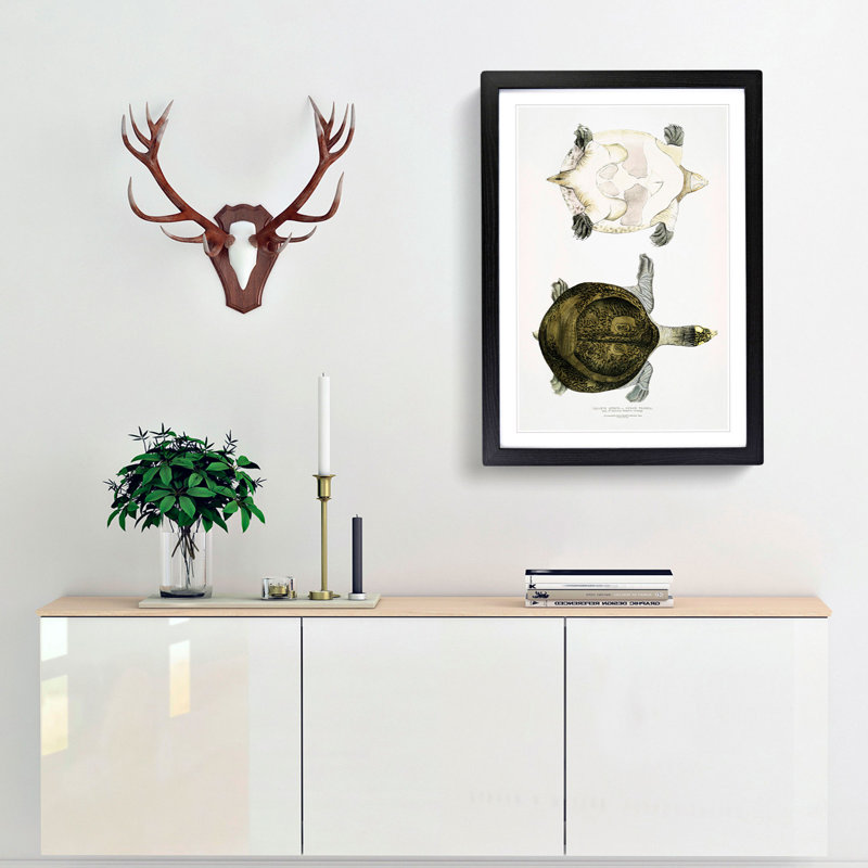 Hurum Trionyx Turtle by John Edward Gray - Framed Print, Black Framed, 36cm H x 27cm W x 2cm D
