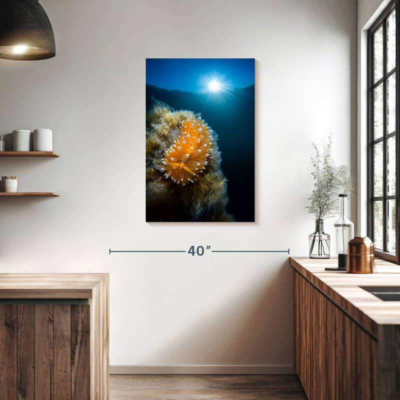 Crested Aeolis, 36" H x 24" W
