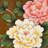 New Chinese solid wood hand-painted shoes 8 - Pair Solid Wood Shoe Storage Bench