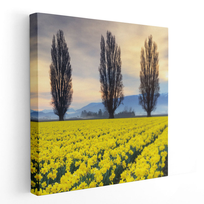 «Skagit Valley Daffodils II», reproduction d'art sur toile, H 20 po x l 20 po