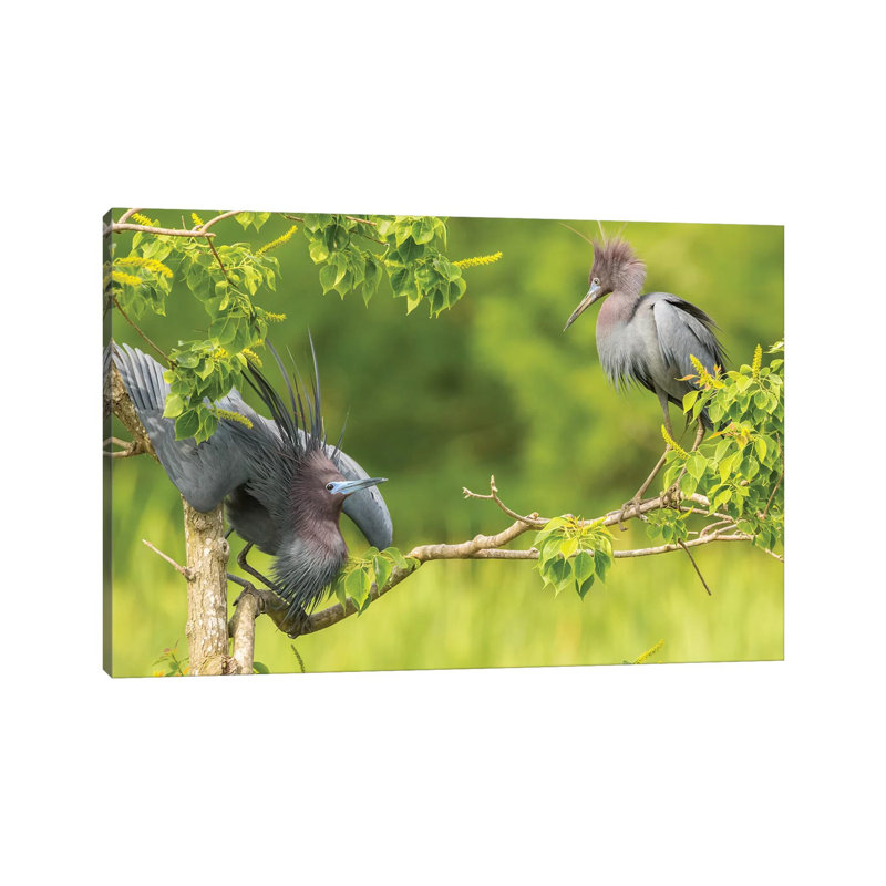USA, Louisiana, Vermilion Parish. Little Blue Heron Courtship Display. by Jaynes Gallery - Wrapped Canvas Gallery-Wrapped Canvas Giclée