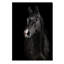 Black Horse Face Print-24078556