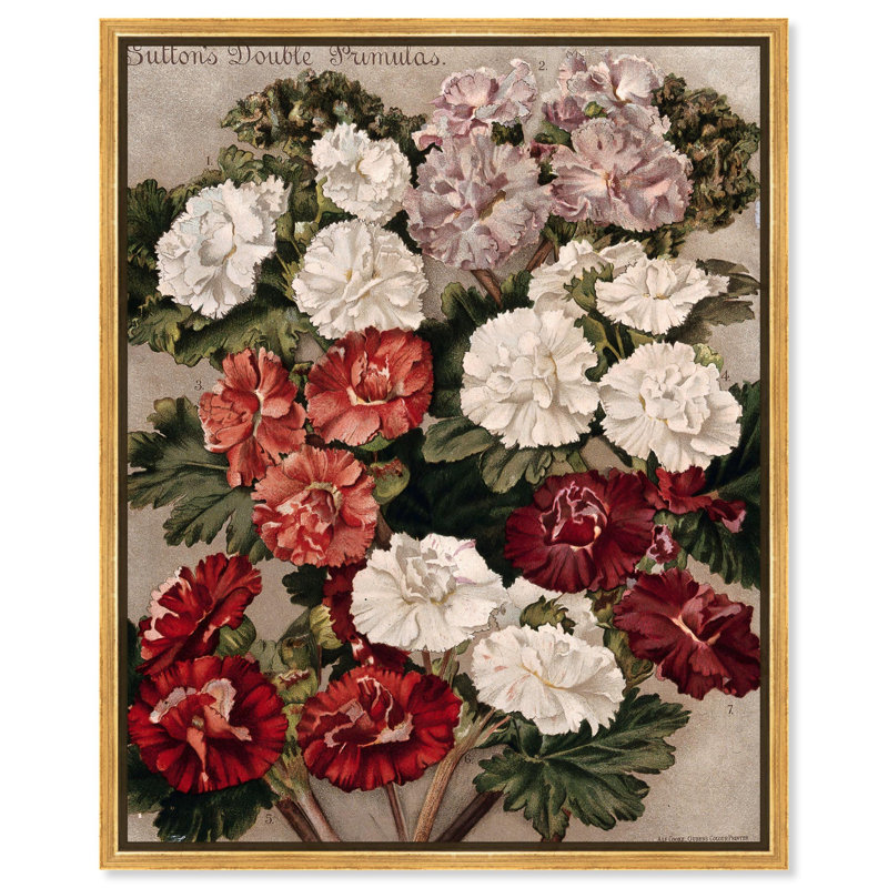 Flowered Primulas Canvas by , 21" H x 17" W, Floater Frame, Black