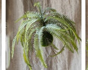 Plante à rustique