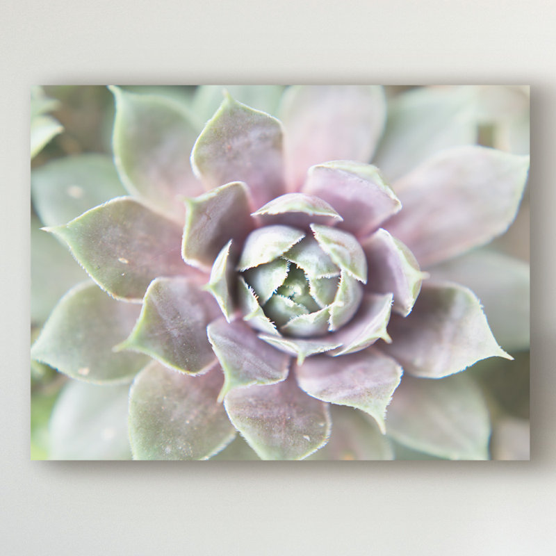« succulent lueur ii », photographie sur toile tendue, H 14 po x l 19 po x P 2 po