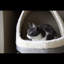 Niche pour chien Francklyn