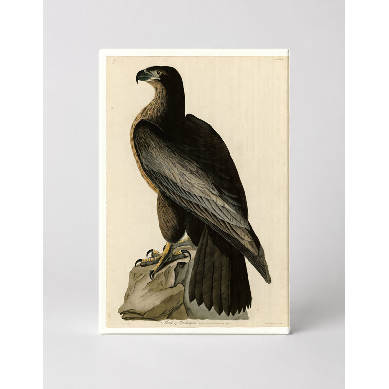 Oiseau de Washington (1827) - Portrait, art mural sur toile, 18" W x 12" H