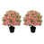 Rose est en rupture de stock