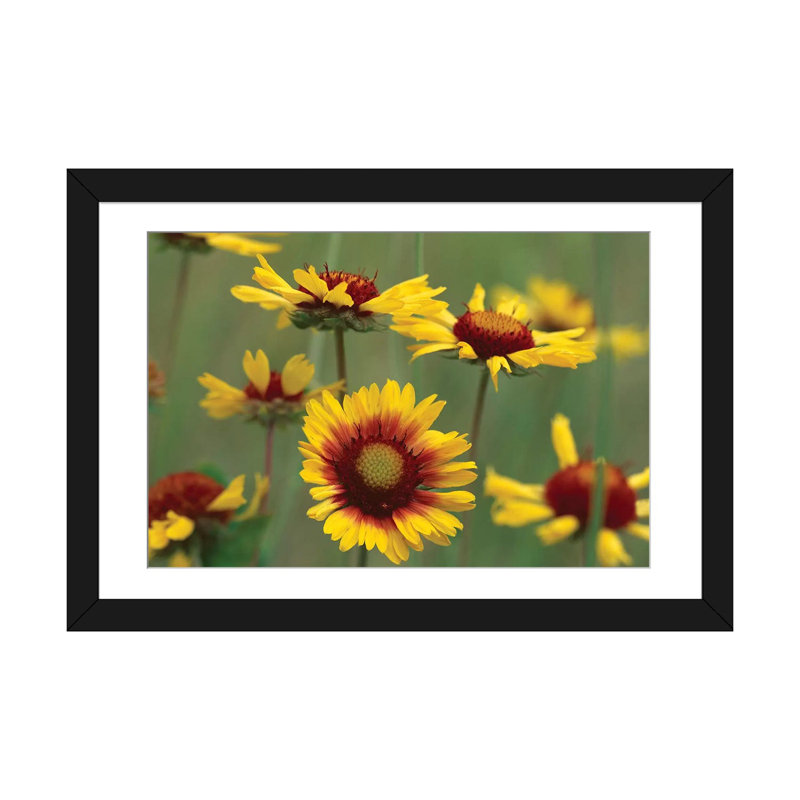 «Indian Blanket Flowers, North America», reproduction de photo sur toile, Papier d'art encadré noir, Blanc