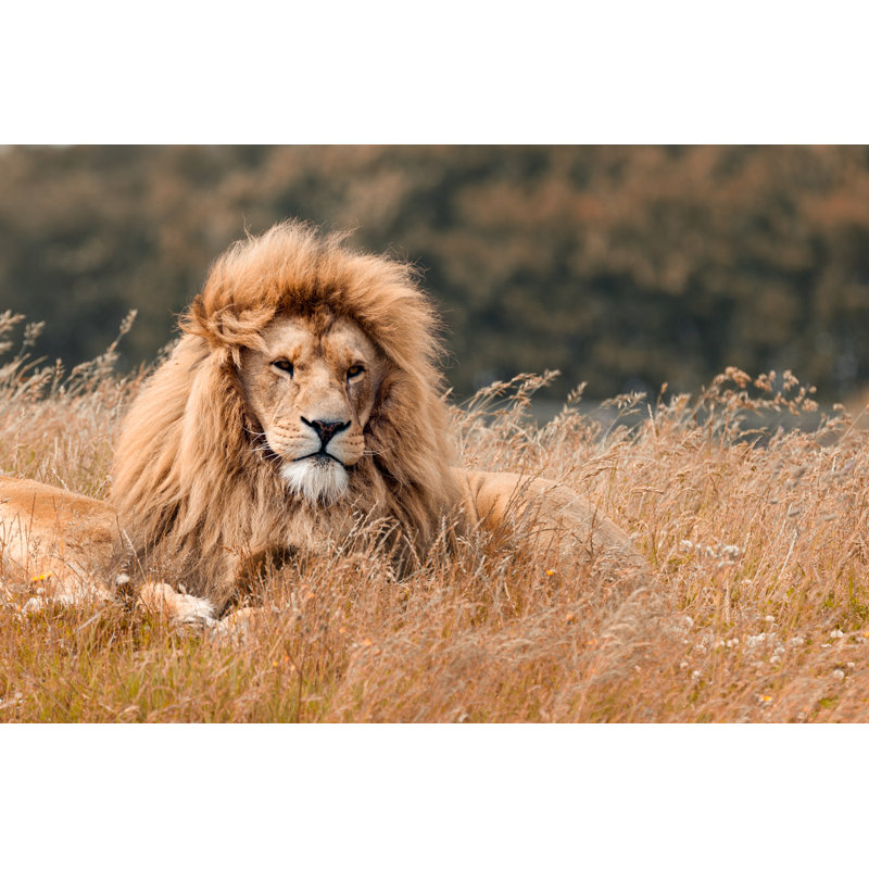Lions - Wrapped Canvas Print, 81cm H x 122cm W