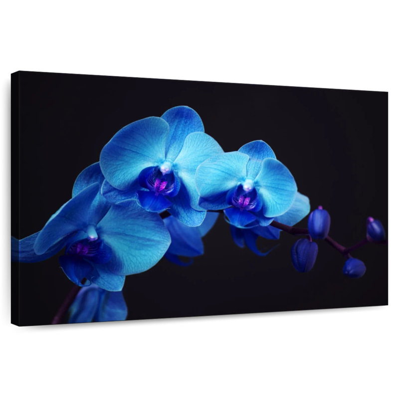 Harnek Blue Bud Orchid, 30" H x 45" W