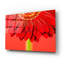 Epic Art «Red Gerbera On Red 04» par Tom Quartermai «Red Gerbera On Red 04» par Tom Quartermaine