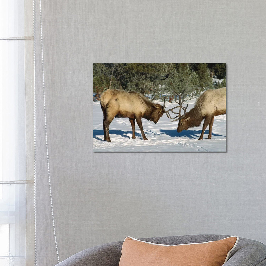 Elk Bulls Fighting, Yellowstone National Park, Wyoming by Konrad Wothe - Wrapped Canvas Print