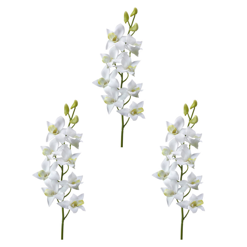 Just Cut Dendrobium 27 po 