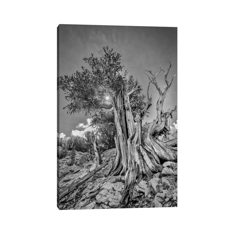 Usa, Eastern Sierra, White Mountains, Bristlecone Pines by John Ford - Wrapped Canvas Print, 30.48cm H x 20.32cm W x 1.91cm D