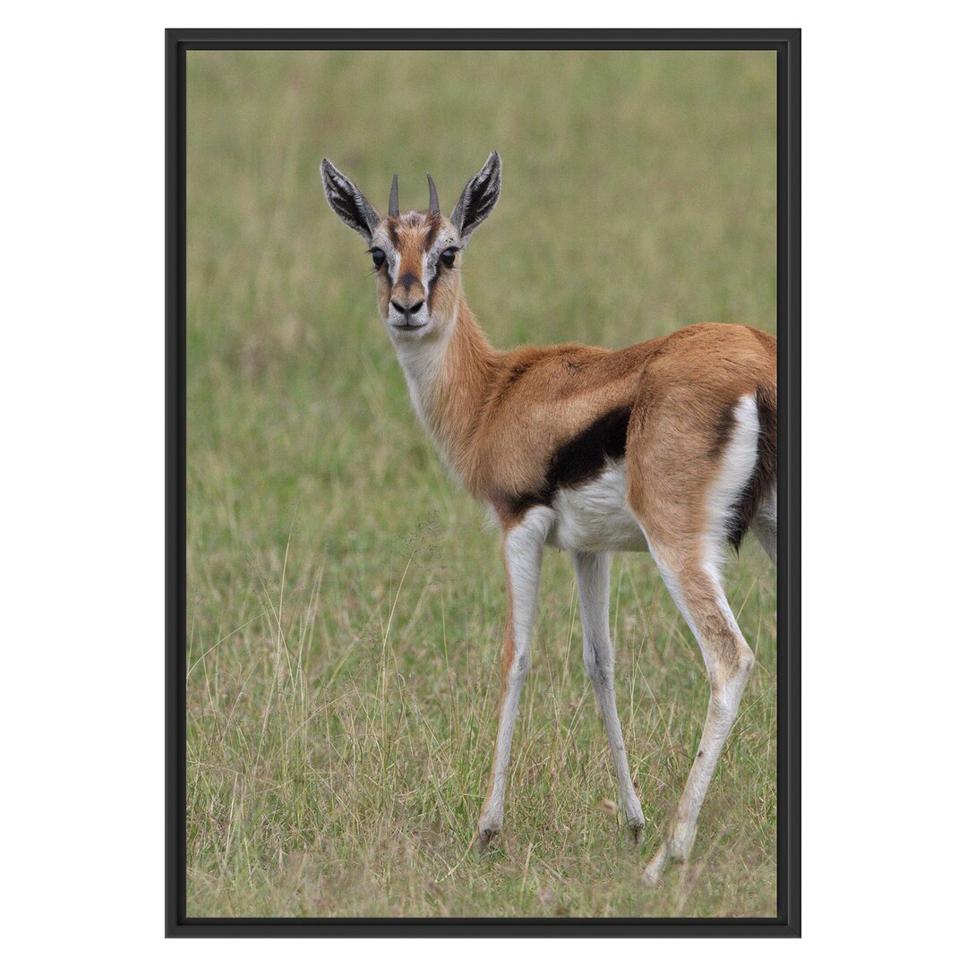 Gerahmtes Wandbild prächtige Gazelle auf Wiese