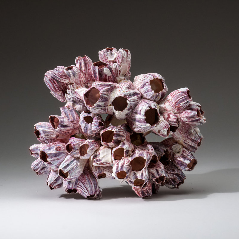 Genuine Purple Acorn Barnacle Cluster (1.5 Lbs)