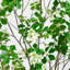 7 pi. Cornouiller artificiel