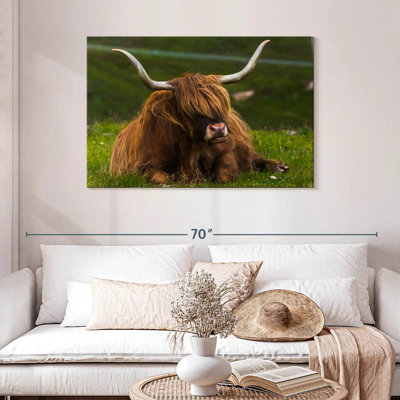 Vache Highland sur herbe