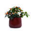 4 pots de fleurs en céramique de couleur haricot rouge, élégants pour le patio, le jardin, les rebords de fenêtre avec un drainage optimal pour garder les plantes idéales pour les pots de fleurs, avec un design minimaliste-811076850