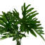 Janousek Janousek biologique moderne faux Philodendron-1537271503