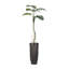 Plante de 80 po