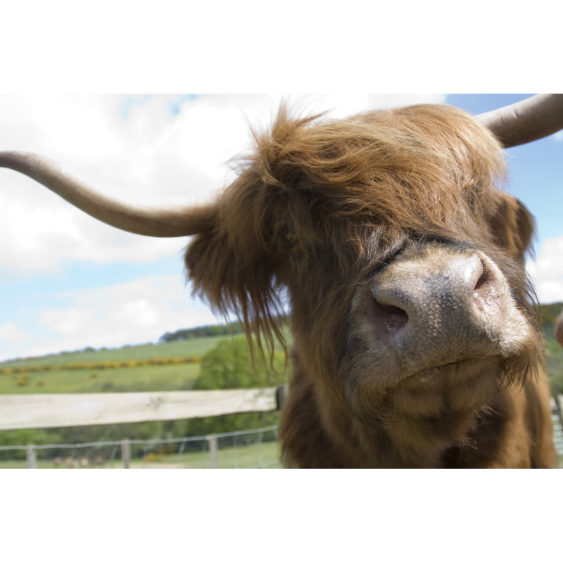 Highland Cattle by Markgoddard, 12" H x 18" W