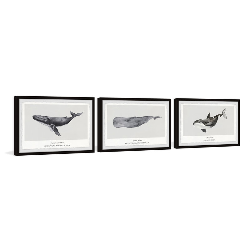Tynemouth Sperm And Killer Whale by Marmont Hill - 3 Piece Picture Frame Print Set