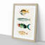 East Indies Fish Illustrations Fol. 40 by Louis Renard - Picture Frame Graphic Art Print-55537138-55537140