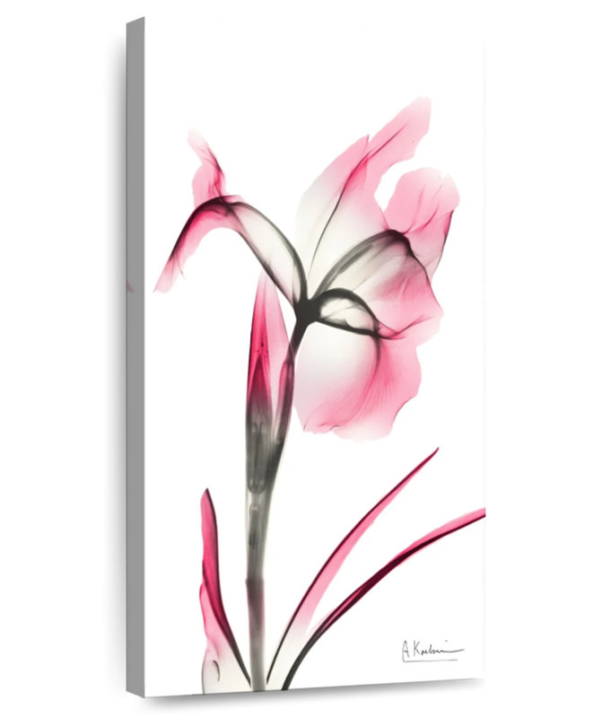 Iris rose infusé II, H 36 po x l 18 po