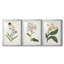 Antique Botanical Collection VII - reproduction sur mesure encadrée de qualité supérieure - 3 pièces-1991691635-1991691633