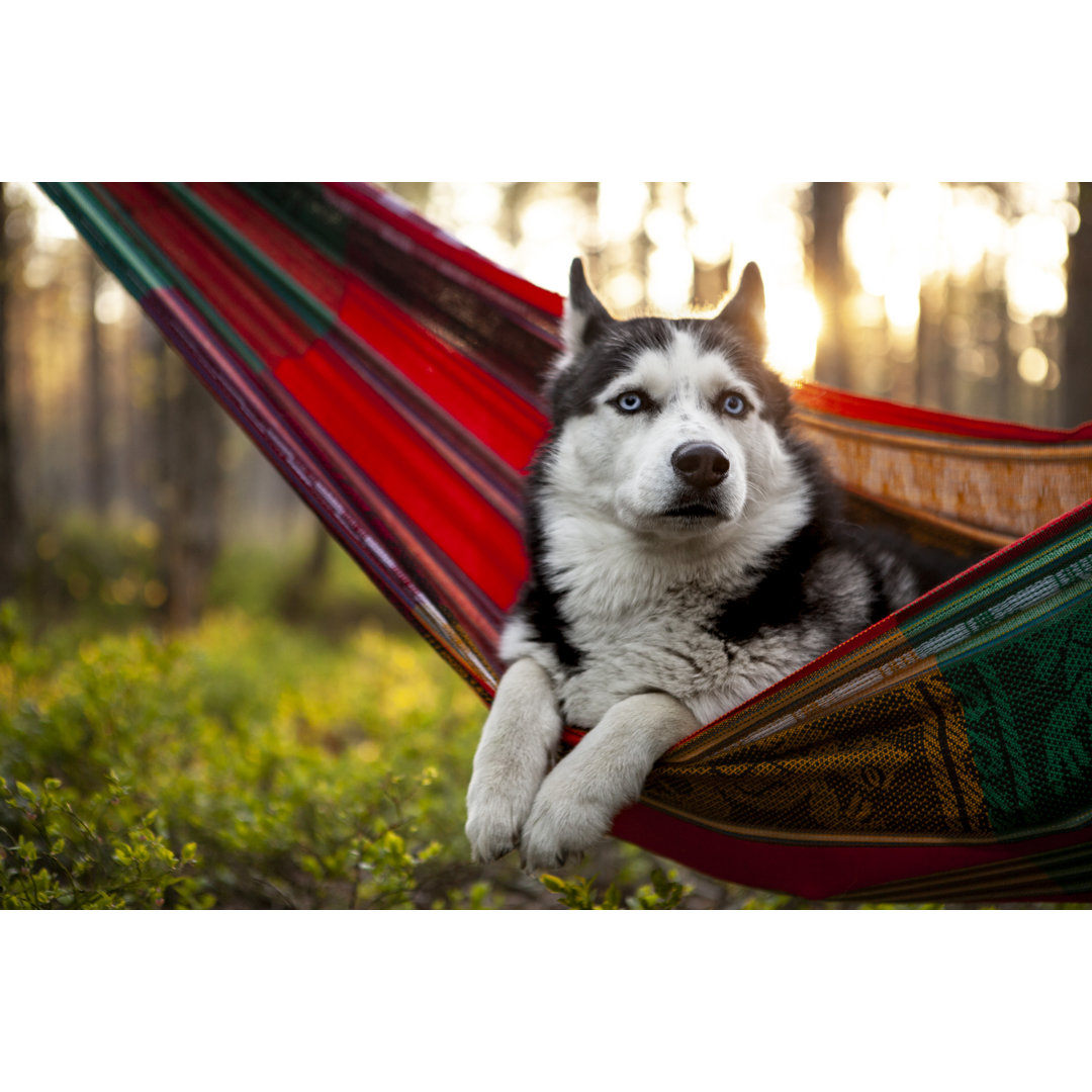 Fauler Husky-Hund von Sergeeva - Drucken